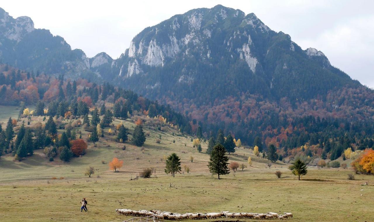 Taverna Pietrei Craiului Zărneşti Exteriör bild